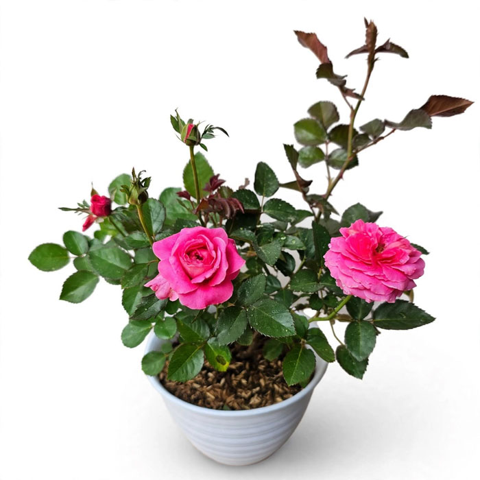 tanaman mawar pink