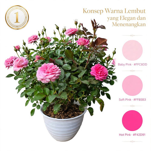 mawar pink