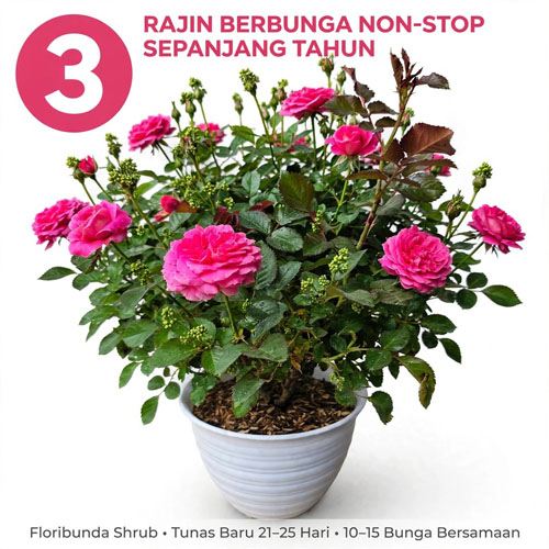 tanaman bunga mawar pink