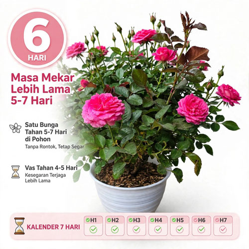 tanaman mawar pink