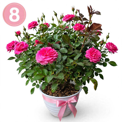 mawar pink jumbo