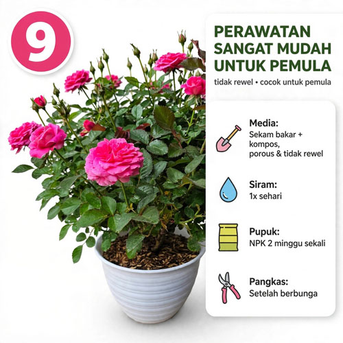 bunga mawar pink besar