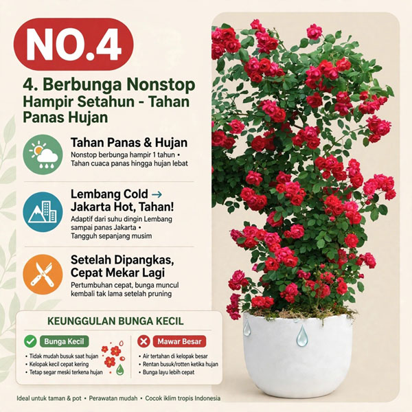 mawar rambat merah di pot