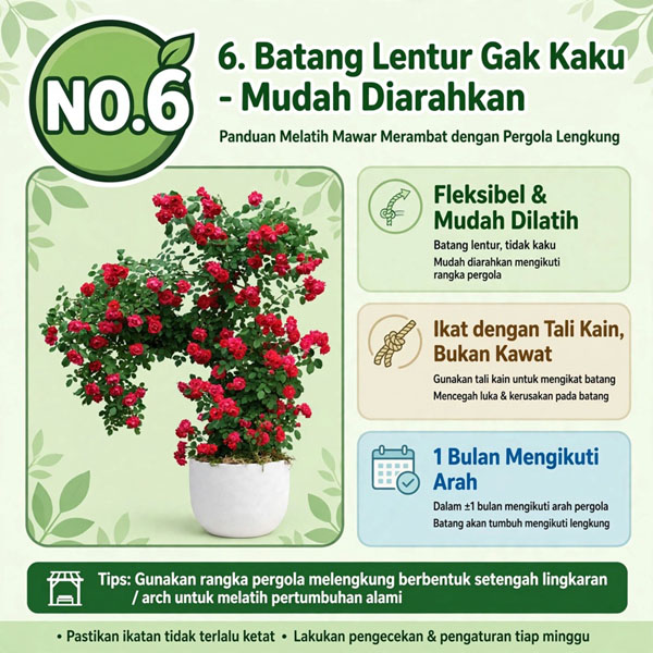 Bunga mawar rambat merah yang rimbun