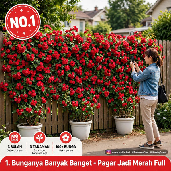 bunga mawar rambat merah