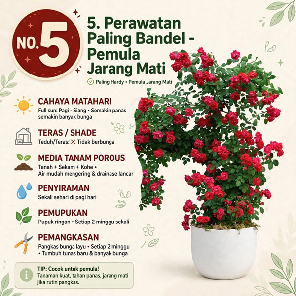 bibit bunga mawar rambat merah