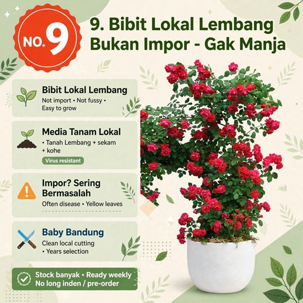 bibit tanaman mawar merah