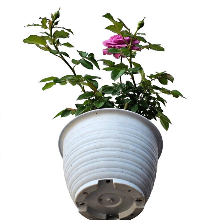 tanaman mawar ungu siap tanam