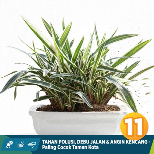 Tanaman hias
