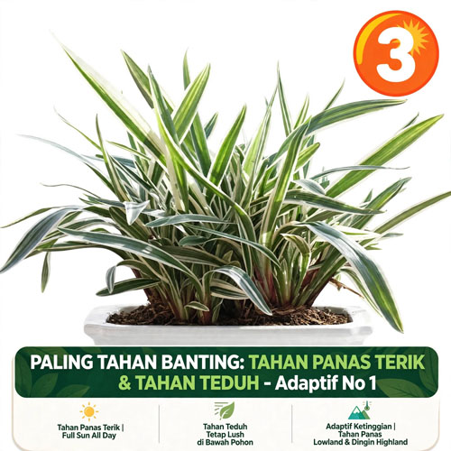 jual Tanaman hias tahan panas