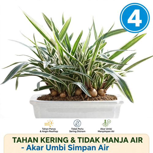 Tanaman taman