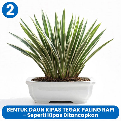 jual Tanaman hias taman