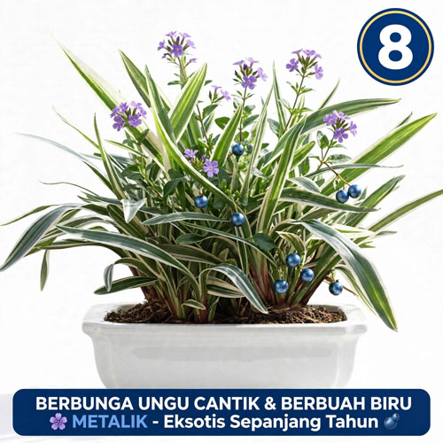 tanaman hias merumpun