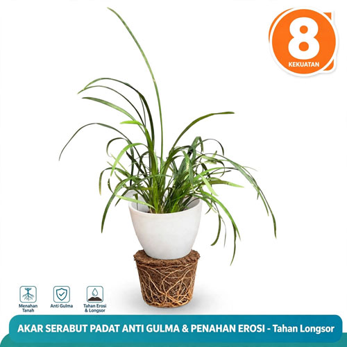 tanaman hias untuk ditaman