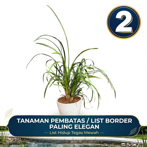 Tanaman hias Kucai