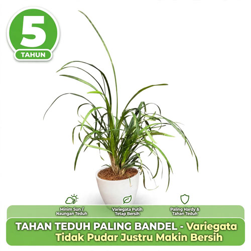 jual Tanaman hias Kucai