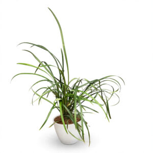 jual Tanaman hias kucai daun besar