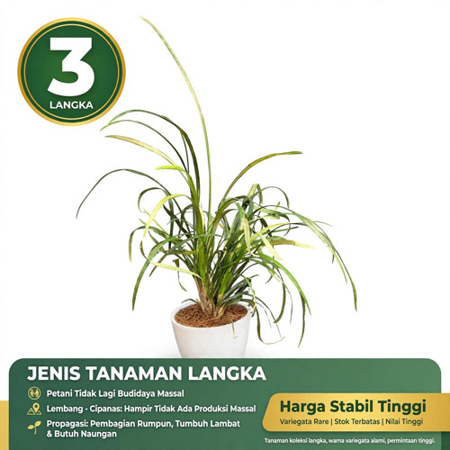 jual Tanaman Kucai