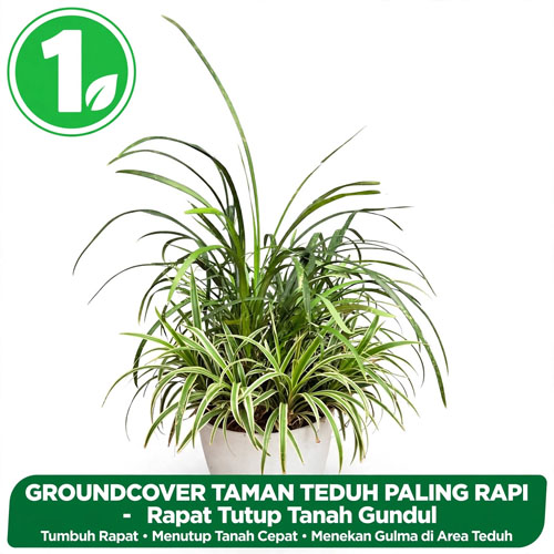 jual Kucai
