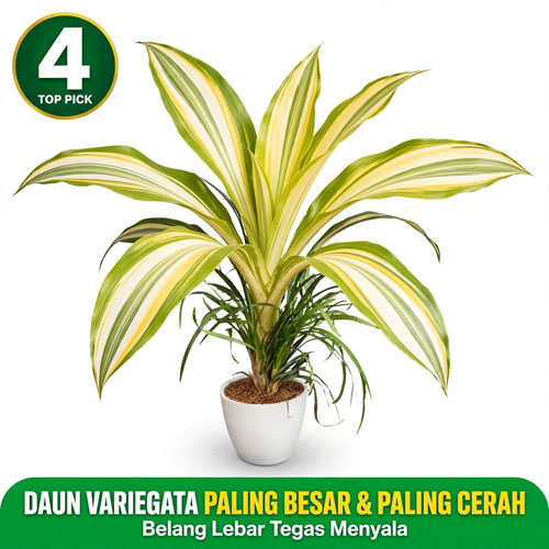 tanaman tahan panas banget