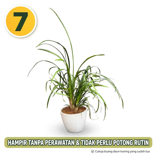 tanaman taman