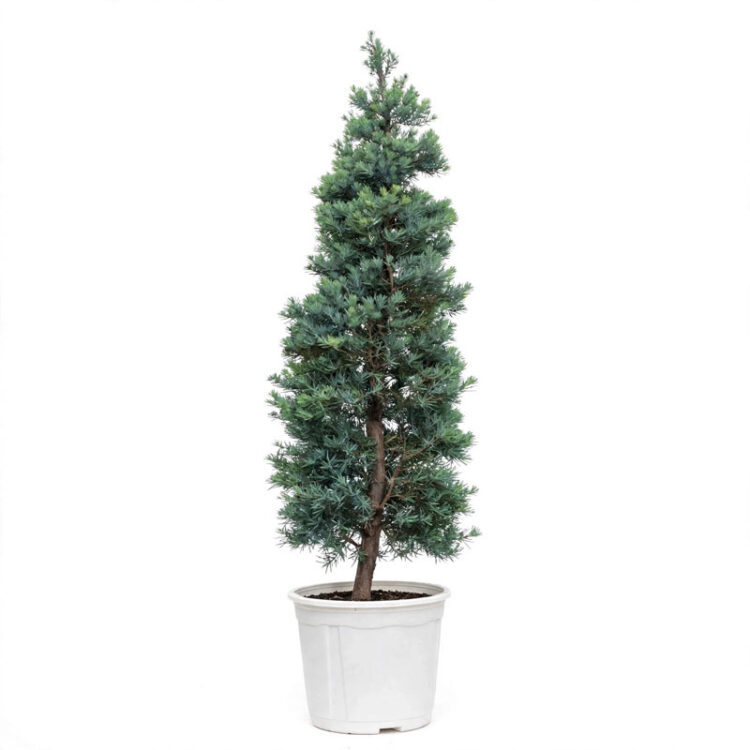 Pohon lohansung blue ice