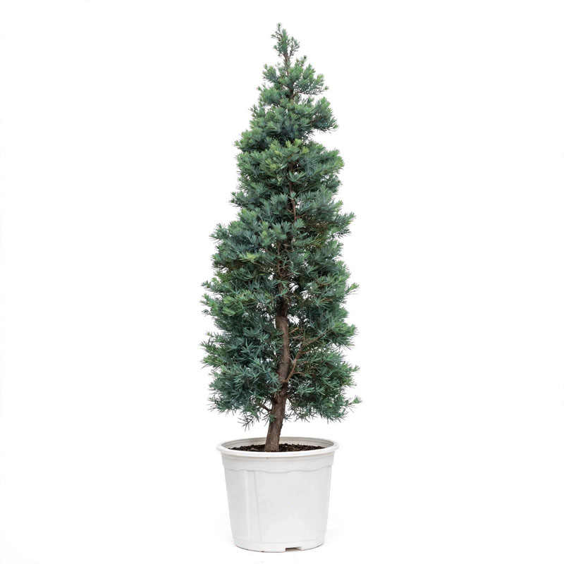 Pohon lohansung blue ice