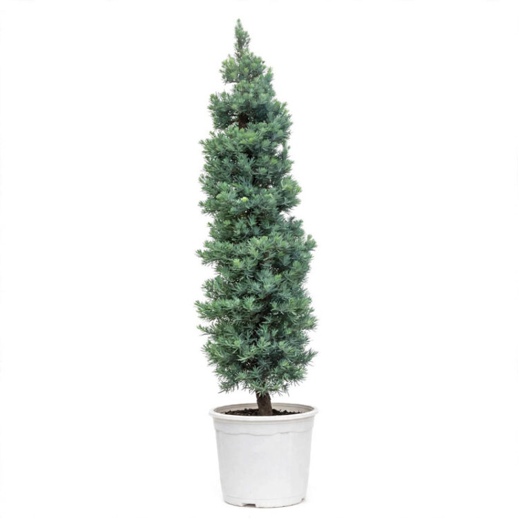 pohon lohansung blue ice 2 meter