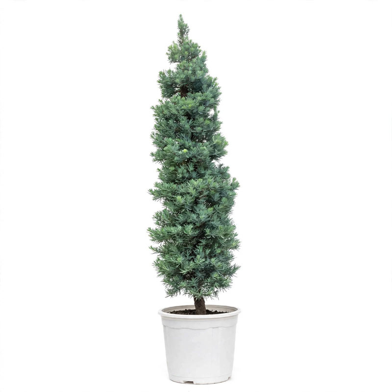 pohon lohansung blue ice 2 meter