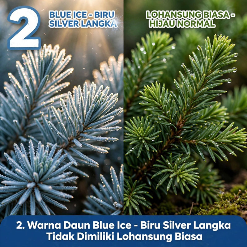 podocarpus blue ice