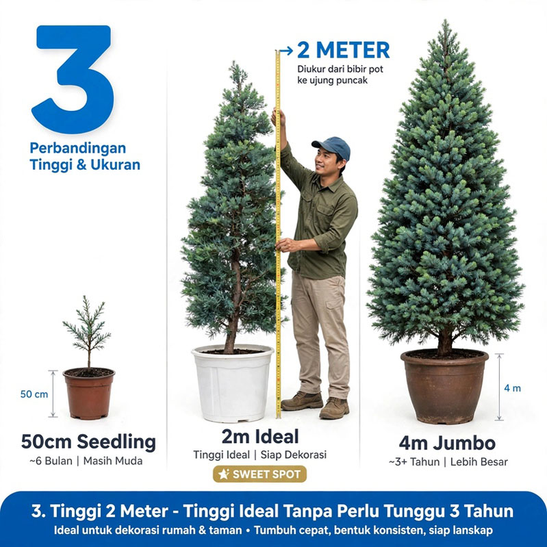 podocarpus blue ice