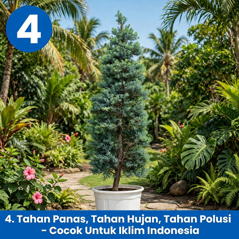 jual podocarpus blue ice