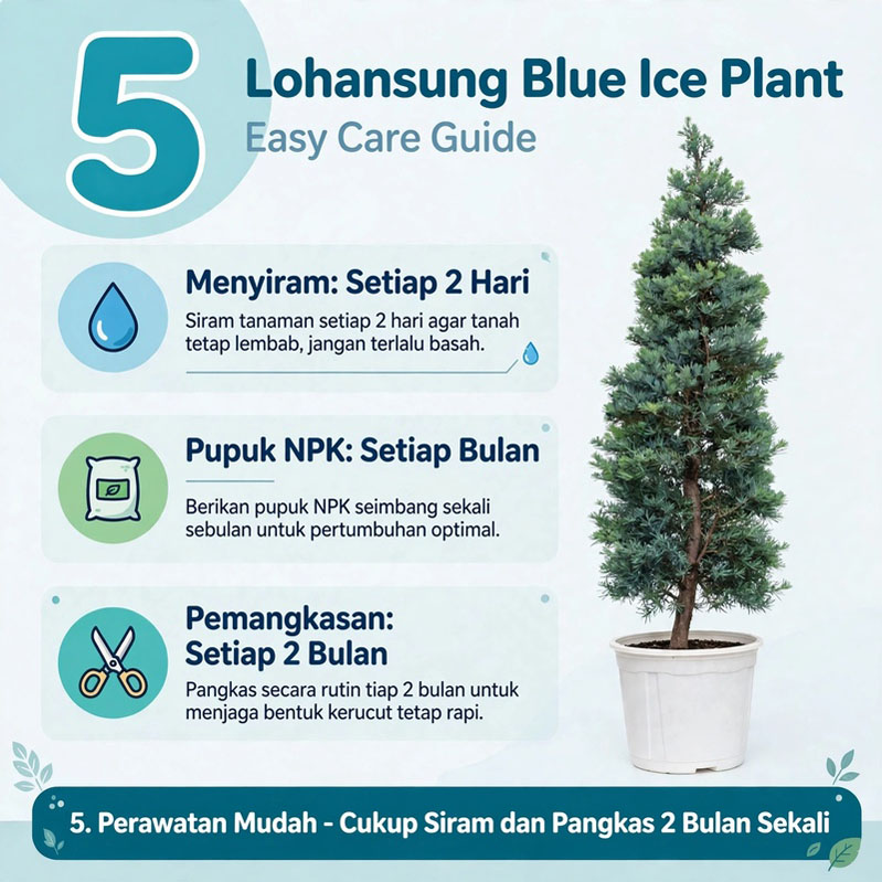 jual lohansung blue ice
