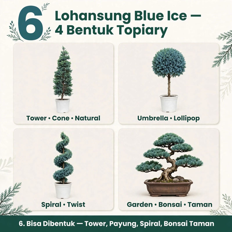 lohansung blue ice