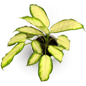 aglonema kuning