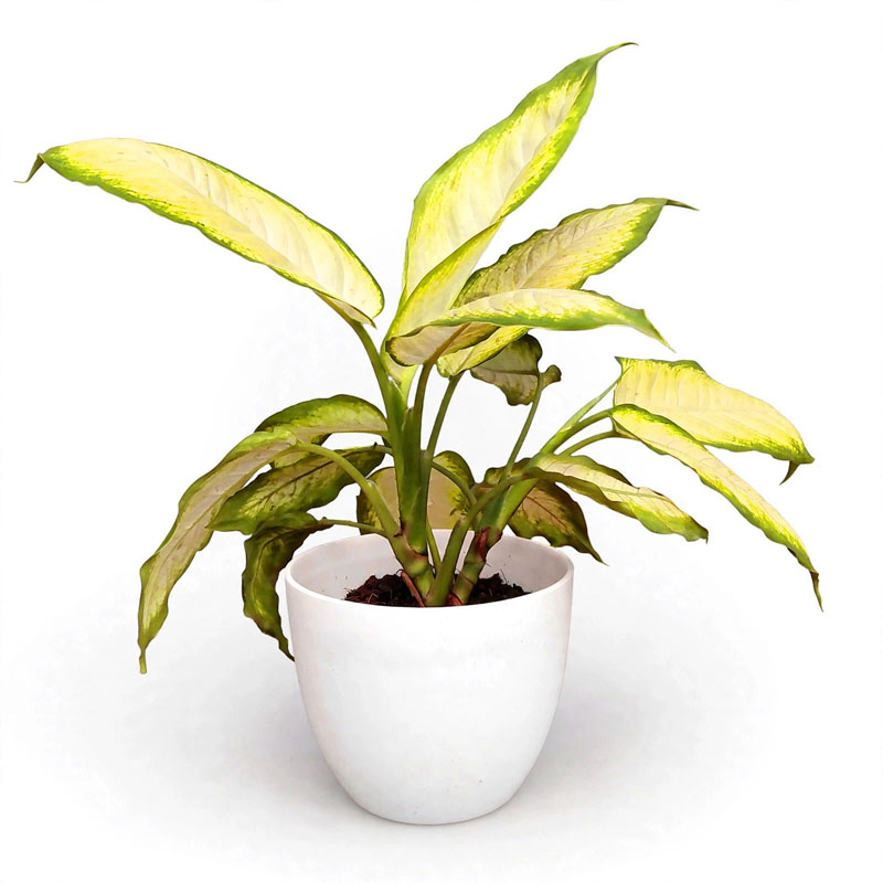 daun Bahagia