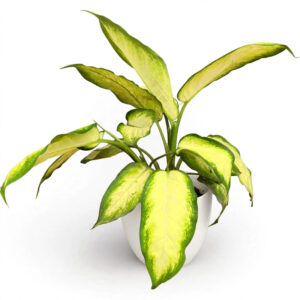 Daun Bahagia Dieffenbachia Camila