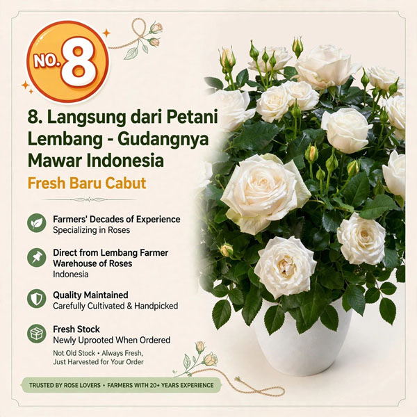 bunga mawar bandung