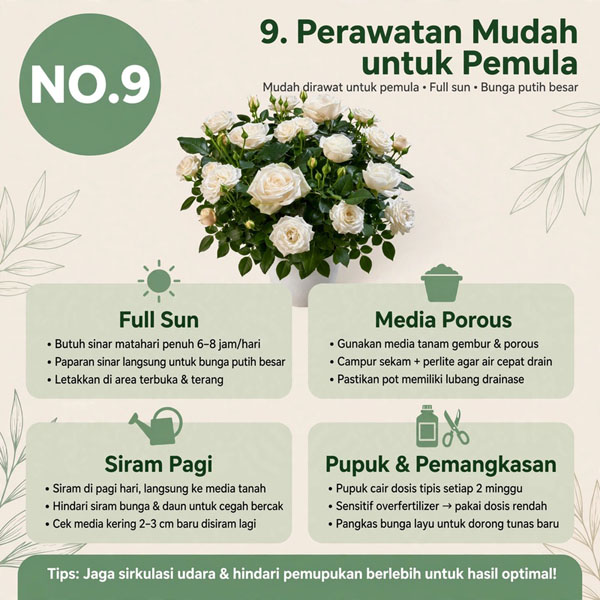 mawar bandung