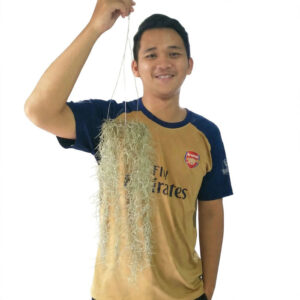 tanaman hias jenggot dewa