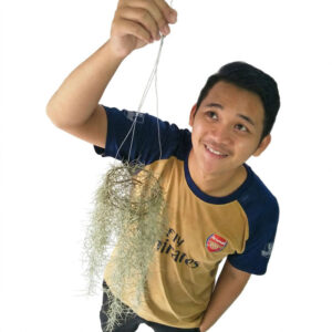 tanaman gantung
