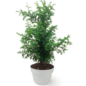 pohon cemara