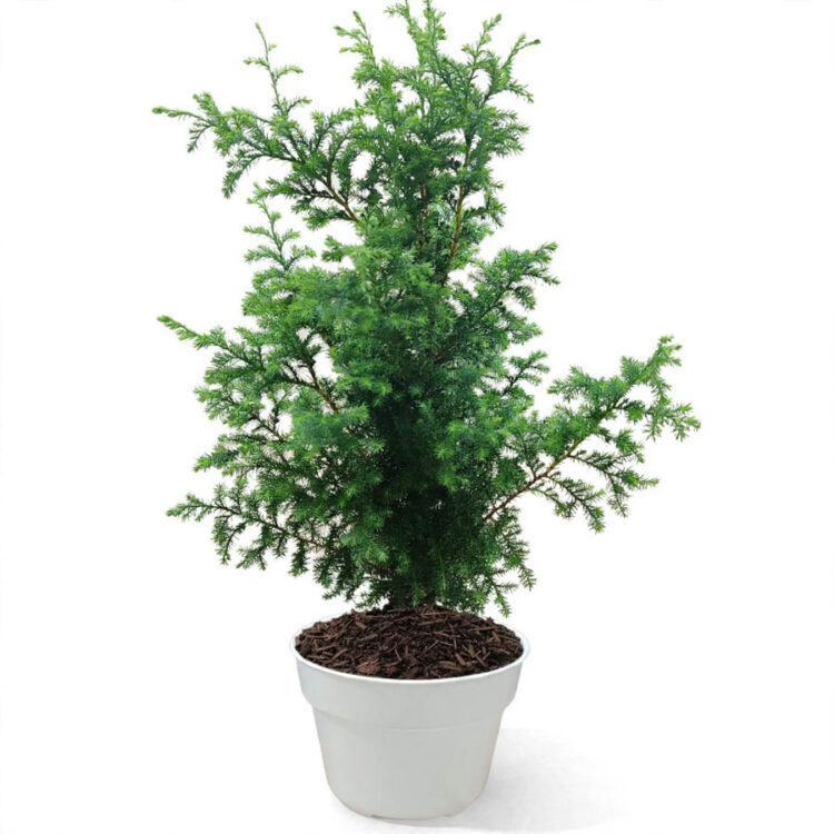 pohon cemara