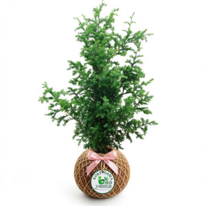 kokedama cemara