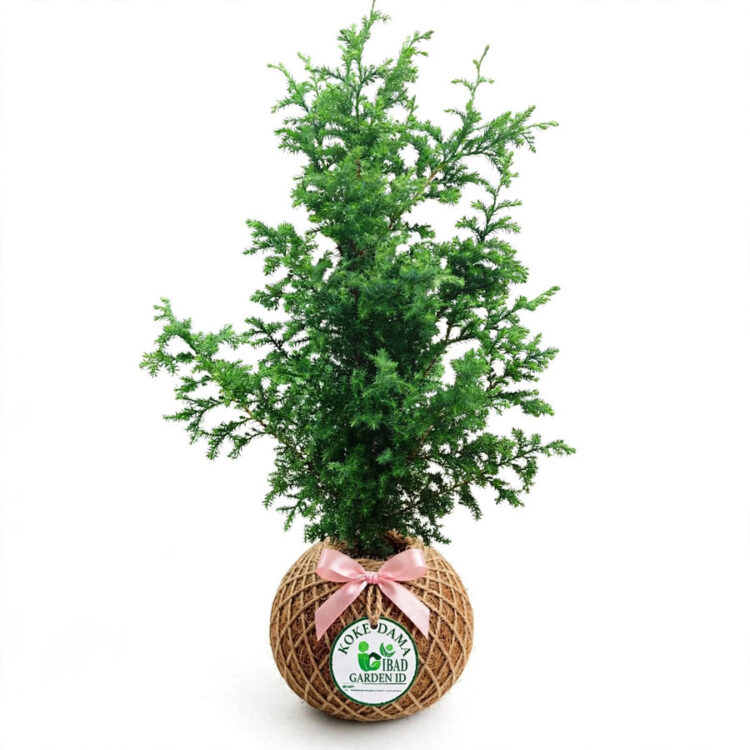 kokedama cemara