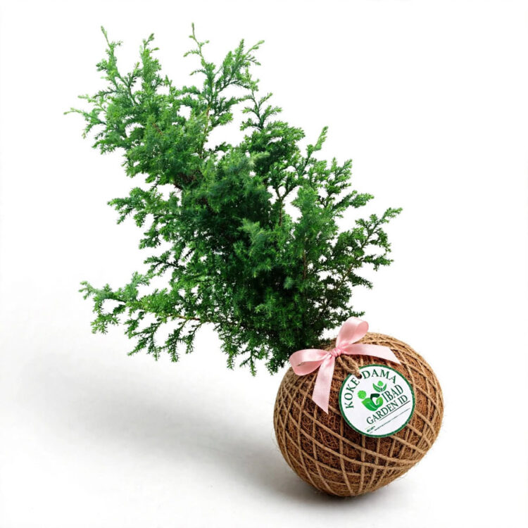 kokedama cemara embun