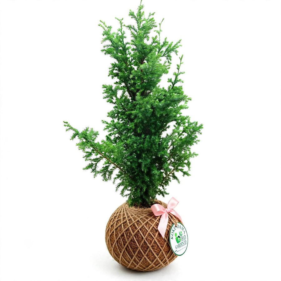 tanaman kokedama